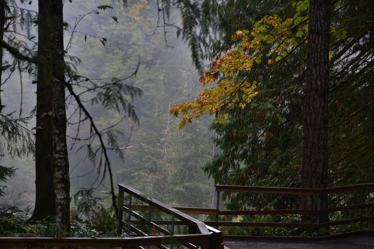 old-growth forest